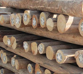 Wood poles (Untreated)